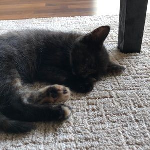 Meet your Posher, Daniela